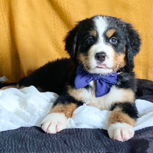 Bernese Mountain Dog Puppy Camilla