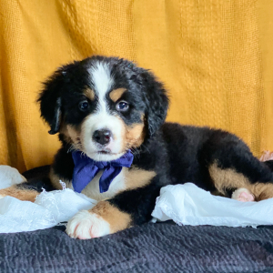 Bernese Mountain Dog Puppy Camilla