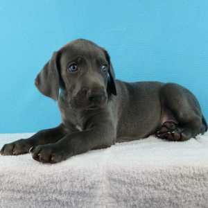 Weimaraner Puppy York