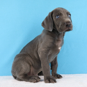 Weimaraner Puppy York