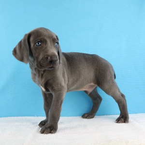 Weimaraner Puppy York