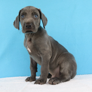 Weimaraner Puppy York