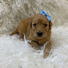 Goldendoodle Puppy Kinslee