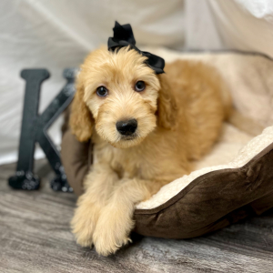 Goldendoodle Puppy Kinslee