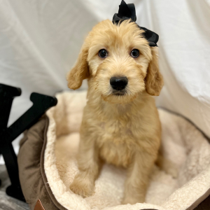 Goldendoodle Puppy Kinslee