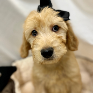 Goldendoodle Puppy Kinslee