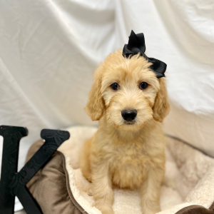 Goldendoodle Puppy Kinslee