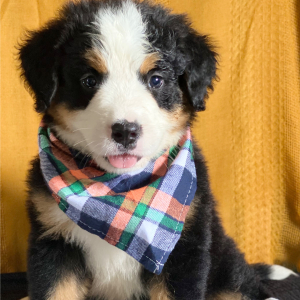 Bernese Mountain Dog Puppy Carson