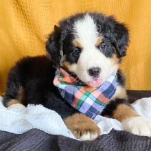 Bernese Mountain Dog Puppy Carson
