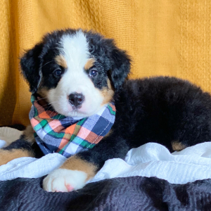 Bernese Mountain Dog Puppy Carson