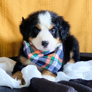 Bernese Mountain Dog Puppy Carson
