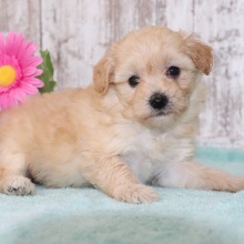 Maltipoo Puppy Kendra