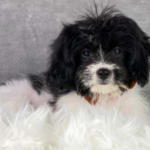 Cavapoo Puppy Brett