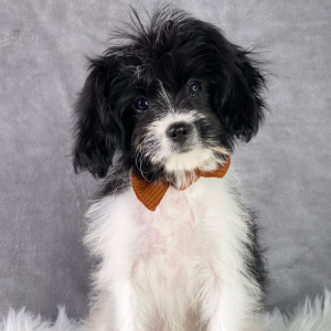 Cavapoo Puppy Brett