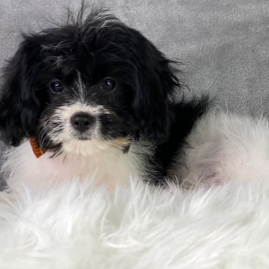 Cavapoo Puppy Brett