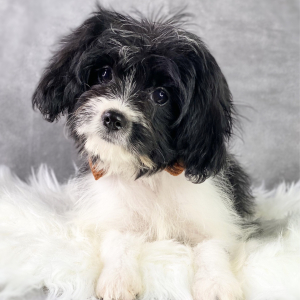 Cavapoo Puppy Brett