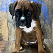 Boxer Puppy Jetney