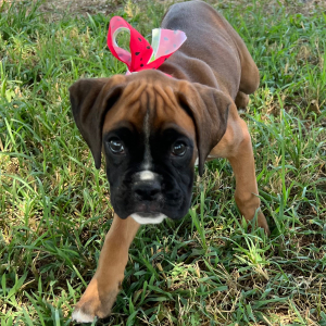 Boxer Puppy Jetney