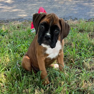 Boxer Puppy Jetney