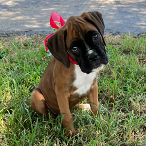 Boxer Puppy Jetney