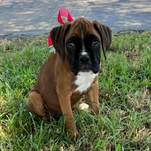 Boxer Puppy Jetney
