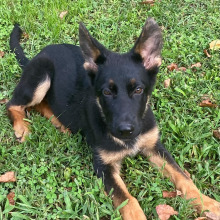 German Shepherd Dog Puppy Iceman