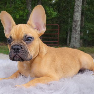 French Bulldog Puppy Reco