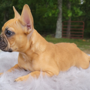 French Bulldog Puppy Reco