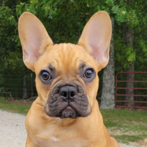 French Bulldog Puppy Reco