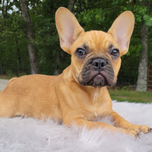 French Bulldog Puppy Reco