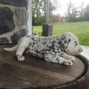 Dalmatian Puppy Rose