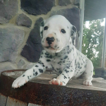 Dalmatian Puppy Rose