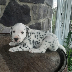 Dalmatian Puppy Rose