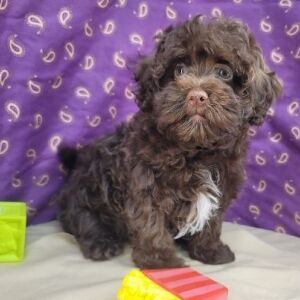 Havapoo Puppy Thad
