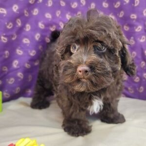 Havapoo Puppy Thad