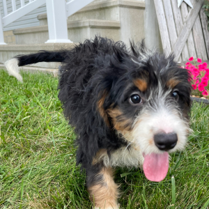 Bernedoodle Puppy Brianna