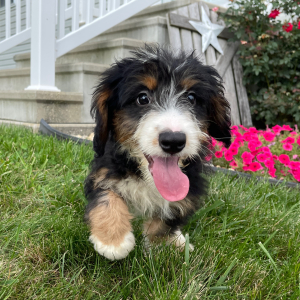 Bernedoodle Puppy Brianna