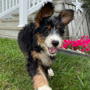 Bernedoodle Puppy Brianna