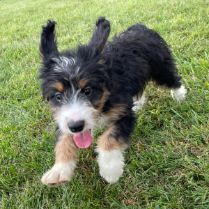 Bernedoodle Puppy Brianna
