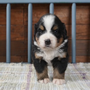 Bernese Mountain Dog Puppy Kaci