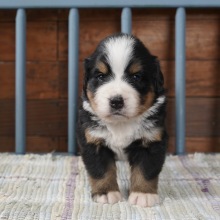 Bernese Mountain Dog Puppy Kaci
