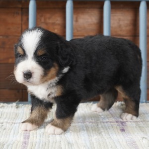 Bernese Mountain Dog Puppy Kaci