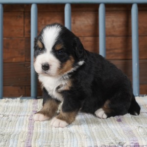 Bernese Mountain Dog Puppy Kaci