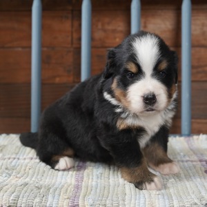 Bernese Mountain Dog Puppy Kaci