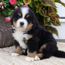 Bernese Mountain Dog Puppy Kaci