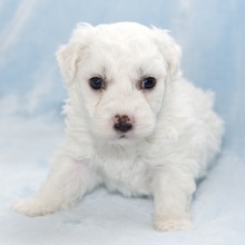 Bichon Frise Puppy Harley