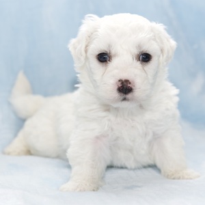 Bichon Frise Puppy Harley