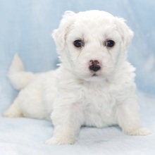 Bichon Frise Puppy Harley