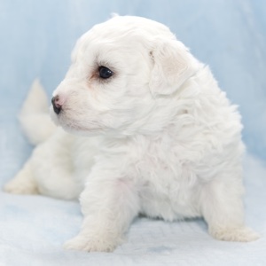 Bichon Frise Puppy Harley