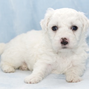 Bichon Frise Puppy Harley
